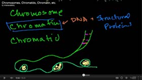 Chromosomes, Chromatids, Chromatin, etc.: The vocabulary of DNA: chromosomes, chromatids, chromatin, transcription, translation, and replication
